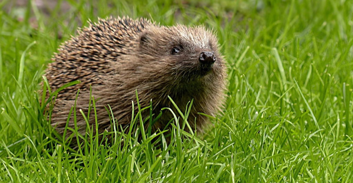 Hedgehog 